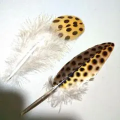 セイラン 羽根 鳥の羽 適正に所得
