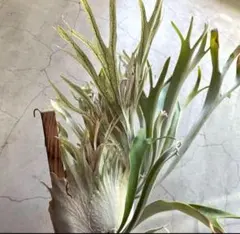 佐*樹様 ビカクシダ ベイチー \