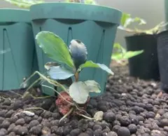 2026年最新】bucephalandra sp blueの人気アイテム - メルカリ