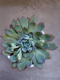 Rabaab様 リクエスト 5点 まとめ商品