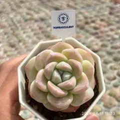 Top【選抜株】多肉植物　361395アイスグリーン　70個　鉢無し/脱土
