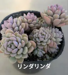 リンダリンダ　ぼのぼのさん苗のサムネイル