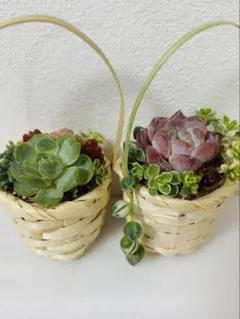 s*t様 そのまま飾れる　多肉植物 ミニ寄せ植え ミニ籠 2個セット