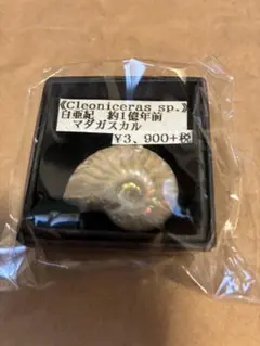 Cleoniceras sp. アンモナイト化石 約1億年前 マダガスカル産のサムネイル