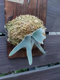 ビカクシダ Yellow moon dwarf 