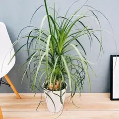 トックリラン ポニーテール 【最終値下げ】現品 ポットごと発送 トックリラン ポニーテール 【最終値下げ】現品 ポットごと発送