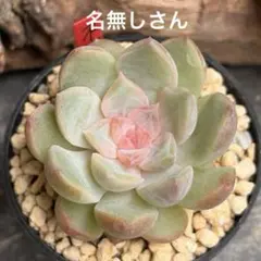 ❣️エルサ❣️現品 エケベリア 寄せ植え 多肉弁当 多肉植物 - メルカリ