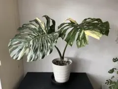 イエローモンスター　モンステラ　斑入り　７号鉢つき　巨大葉❗　① イエローモンスター モンステラ 斑入り 7号鉢つき 巨大葉❗ ①