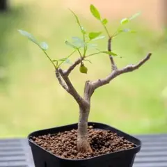 【実付き挿し木】ブルセラ・ファガロイデス 灌木 塊根植物のサムネイル