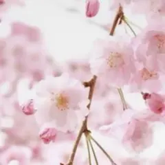 Dior ルージュ ディオール 100V ヌード ルック ベルベット