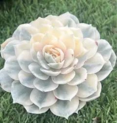 まみっち様 ご専用　リクエスト 2点 まとめ商品　值引70円