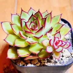 多肉植物❣️ワイルドファイヤー❣️韓国苗育成 抜き苗 f20のサムネイル