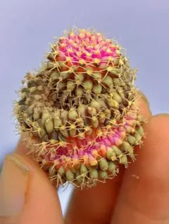 2026年最新】綴化サボテンの人気アイテム - メルカリ