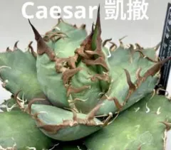 アガベ チタノタ シーザー 凱撤 優良株 発根済み 抜き苗 オテロイ