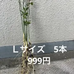 カラタチ　5本　Ｌサイズのサムネイル