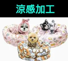 新品未使用ToyCoolishカドラー　サーカスサーカスcircuscircusのサムネイル