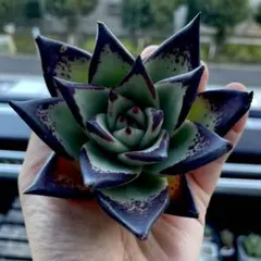 ノブナガ様 リクエスト 3点 まとめ商品