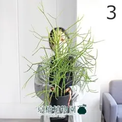 ミルクブッシュ③ 特大‼️超ボリューム‼️約101㎝　7号　メルカリ便※鉢ごと発送‼️ ミルクブッシュ③ 特大‼️超ボリューム‼️約101㎝ 7号 メルカリ便※鉢