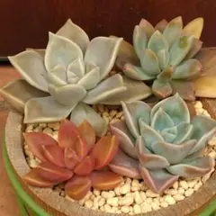 【KOMASAN】専用　多肉植物　カット苗