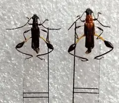 十（つなし）様 リクエスト 4点 まとめ商品