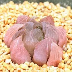 多肉植物　ハオルチア OB-1×オブツーサ錦黄色斑　D-6　速達料込