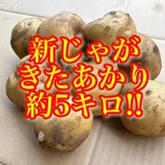 新じゃが☆きたあかり☆約5キロ！のサムネイル