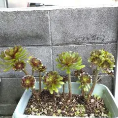 黒法師　観葉植物　抜き苗のサムネイル