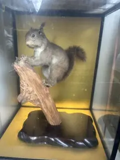 リス？　剥製のサムネイル