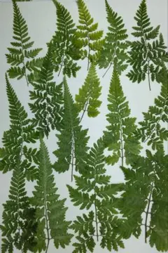 だやん２４６様 リクエスト 3点 まとめ商品