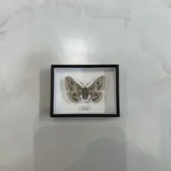 クジャクヤママユ マグネット ガチャガチャ