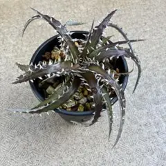 2026年最新】dyckiaの人気アイテム - メルカリ