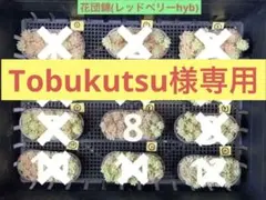 Tobukutsu様専用　花団錦(レッドベリーhyb) ⑧