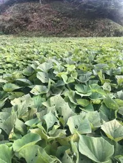 じゅに様 リクエスト 2点 まとめ商品