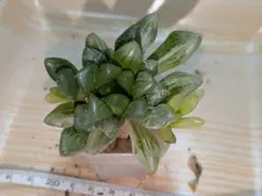 白蛇伝 カキ仔 セット販売 - メルカリ