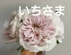 リンゼアナ(ぼのぼの×二瓶)札付きポットごとメルカリ便simijimiさん苗