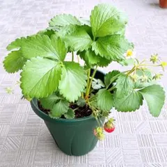 農家直送 とちおとめ 大粒いちご苗 5株セット - メルカリ