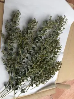 2026年最新】三角葉ミモザ蕾の人気アイテム - メルカリ