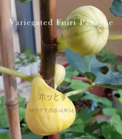 1苗のみ イチジク取り木 Variegated Fuiri Panacheのサムネイル
