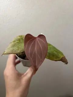 2026年最新】anthurium kosの人気アイテム - メルカリ