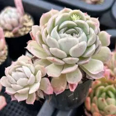 kucoco様 リクエスト 2点 まとめ商品