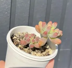 さき様 リクエスト 3点 まとめ商品