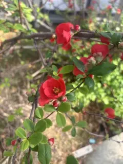 nanami☆セール中☆ さま専用です