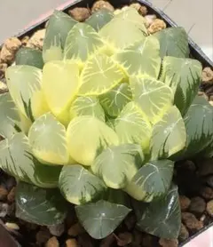 u*ん様 多肉植物　ハオルチア　夏沫オブツーサ錦　極上斑