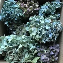 紫陽花ドライフラワー E1 70サイズ ハネ品 北海道産 - メルカリ