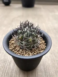 激レア)エリオシケ　パウシコスタータス CH2904 3苗セット 激レア)エリオシケ パウシコスタータス CH2904 3苗セット