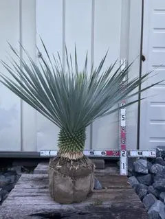選抜品種】 幹極太 ユッカ ロストラータ 9号 陶器鉢 植え込み - メルカリ