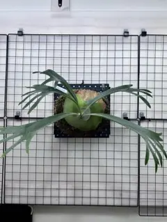 ビカクシダ YMDS Totoro HHRナーセリータグ付け #402 - メルカリ