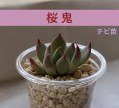 おらいさん苗3点セット　札付きポットごとメルカリ便　バラ売り不可 2025年最新】おらいさん苗の人気アイテム - メルカリ