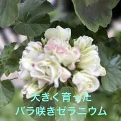 白雪姫)大きな薔薇咲きローズバットゼラニウム　オマケ付きかも？のサムネイル