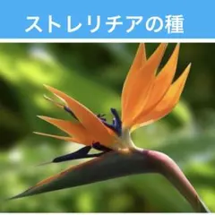 ストレリチアの種のサムネイル